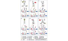 Creative Diagnostics Launches New Anti-Small Molecule Label Antibodies to Facilitate NALFIA Development